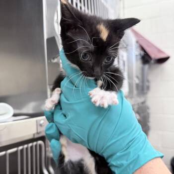 Sienna -  Domestic Short Hair Cat for Adoption in Auburn, Alabama - Sienna | PetCurious