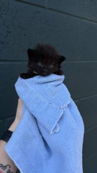 26-632 Binx -  Domestic Medium Hair and Domestic Short Hair Cat for Adoption in Barnesville, Georgia - 26-632 Binx | PetCurious