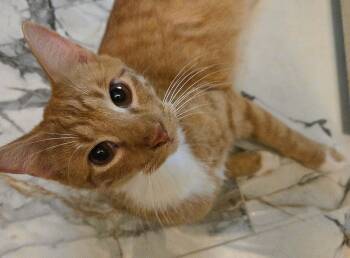 Domestic Short Hair Cats Available for Adoption - Kintaro | PetCurious