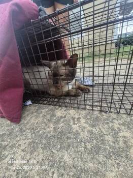 Domestic Short Hair Cats Available for Adoption in San Antonio, Texas - CLARK | PetCurious