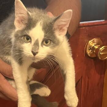 Mini Wheat -  Domestic Short Hair Cat for Adoption in Washington, Pennsylvania - Mini Wheat | PetCurious