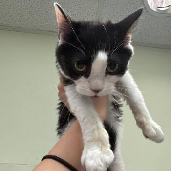 Domestic Short Hair Cats Available for Adoption in Charlottesville, Virginia - Fillory | PetCurious