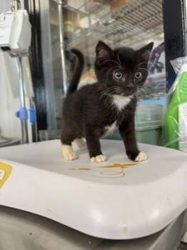 Elijah `Smoke` -  Domestic Short Hair Cat for Adoption in West Chester, Pennsylvania - Elijah `Smoke` | PetCurious