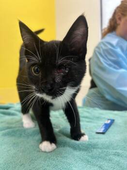 Whitley -  Domestic Short Hair Cat for Adoption in Raleigh, North Carolina - Whitley | PetCurious