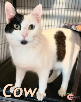 Domestic Short Hair Cats Available for Adoption - Cow | PetCurious