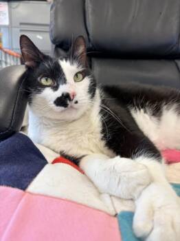 ROWAN -  Domestic Short Hair Cat Available for Adoption in Hagerstown, Maryland - ROWAN | PetCurious