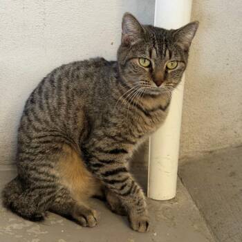 Katana -  Domestic Short Hair and American Shorthair Cat for Adoption in Laredo, Texas - Katana | PetCurious