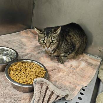 Rescue Domestic Short Hair Cats for Adoption in Ludington, Michigan - Hunter | PetCurious