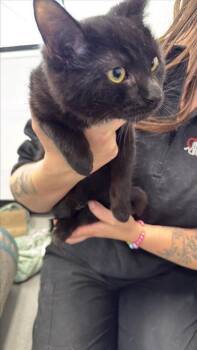 Rescue Domestic Short Hair Cats for Adoption in West Chester, Pennsylvania - Tractor | PetCurious