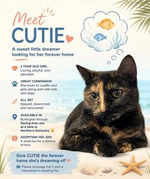 CUTIE patootie -  Domestic Short Hair and Tortoiseshell Cat for Adoption in Taylor Mill, Kentucky - CUTIE Patootie | PetCurious