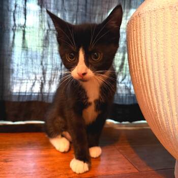 Rescue Domestic Short Hair Cats for Adoption in Durham, North Carolina - Minnie | PetCurious