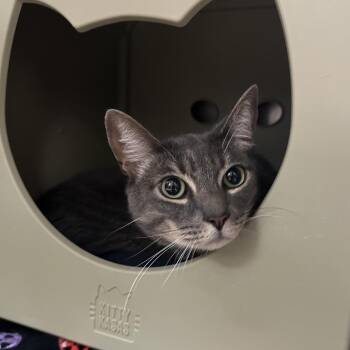 Sushi -  Domestic Short Hair Cat for Adoption in Titusville, Florida - Sushi | PetCurious
