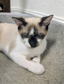 Domestic Short Hair Cats Available for Adoption in Palm Harbor, Florida - Santino | PetCurious