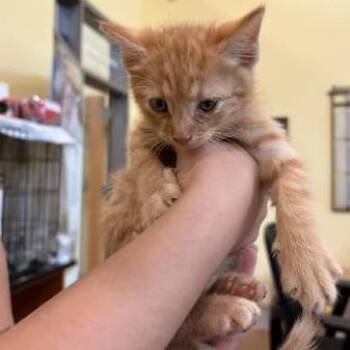 Scott Pilgrim -  Domestic Short Hair Cat for Adoption in Lynchburg, Virginia - Scott Pilgrim | PetCurious
