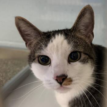 Domestic Short Hair Cats Available for Adoption in Lakewood, Colorado - Chandler | PetCurious