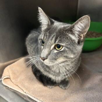 Jonas -  Domestic Short Hair Cat for Adoption in Bristol, Indiana - Jonas | PetCurious