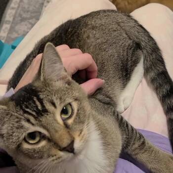 Pip - Winterville, GA -  Domestic Short Hair and Tabby Cat for Adoption in Greensboro, Georgia - Pip - Winterville, GA | PetCurious