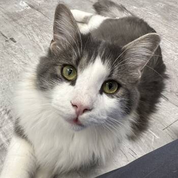 Rescue Domestic Long Hair Cats for Adoption in Durango, Colorado - Dorian Gray | PetCurious