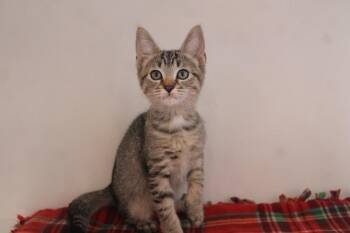 Hype -  Domestic Short Hair Cat for Adoption in Chestertown, Maryland - Hype | PetCurious