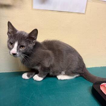 Chickpea -  Domestic Short Hair Cat for Adoption in Pasadena, California - Chickpea | PetCurious