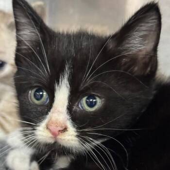 Pudu -  Domestic Short Hair Cat for Adoption in Shinnston, West Virginia - Pudu | PetCurious