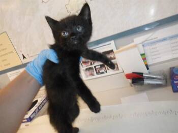 A1404827 -  Domestic Short Hair Cat Available for Adoption in San Jose, California - A1404827 | PetCurious