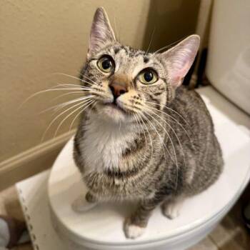 Tabby and Domestic Short Hair Cats Available for Adoption in Knoxville, Tennessee - Magnolia | PetCurious