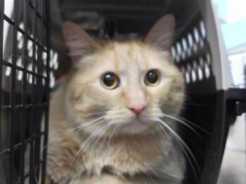 Domestic Short Hair Cats Available for Adoption in Omaha, Nebraska - GABE | PetCurious