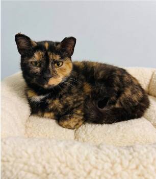Tortoiseshell Cats Available for Adoption in Marion, Indiana - Cori | PetCurious