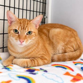 Bryce -  Domestic Short Hair Cat for Adoption in Trenton, New Jersey - Bryce | PetCurious