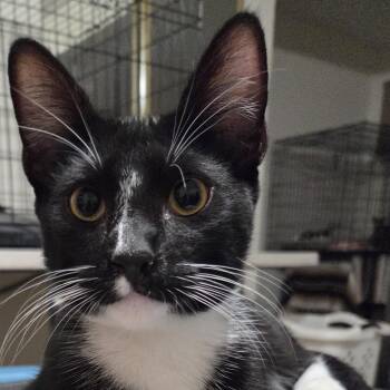 Rescue Tuxedo Cats for Adoption in Villa Park, California - Wally | PetCurious