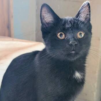 Raven -  Domestic Short Hair and Tabby Cat for Adoption in Libby, Montana - Raven | PetCurious