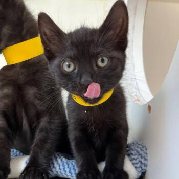 Avalon -  Domestic Short Hair Cat Available for Adoption in Oakland, California - Avalon | PetCurious