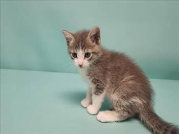 PAPAYA -  Domestic Short Hair Cat for Adoption in Loveland, Colorado - PAPAYA | PetCurious