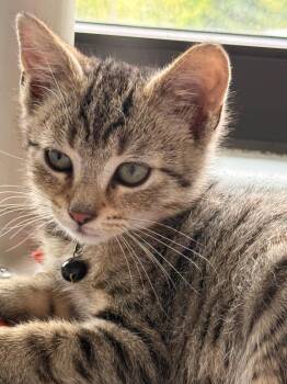 Archangel -  Domestic Short Hair Cat for Adoption in Stafford, Virginia - Archangel | PetCurious