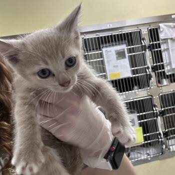 Honeycrisp -  Domestic Short Hair Cat for Adoption in Asheville, North Carolina - Honeycrisp | PetCurious