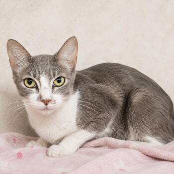 Susan -  Domestic Medium Hair Cat for Adoption in Los Angeles, California - Susan | PetCurious