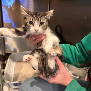 Odi -  Domestic Short Hair Cat for Adoption in Bend, Oregon - Odi | PetCurious