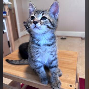Pickles -  Domestic Short Hair Cat for Adoption in Wyandotte, Michigan - Pickles | PetCurious