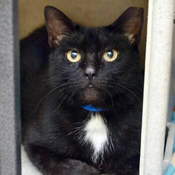 Domestic Short Hair Cats Available for Adoption in Sanford, Florida - Midnight | PetCurious