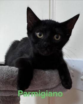 Parmigiano -  Domestic Short Hair Cat for Adoption in Zimmerman, Minnesota - Parmigiano | PetCurious