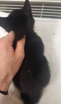 Domestic Short Hair Cats Available for Adoption in Douglasville, Georgia - Star | PetCurious