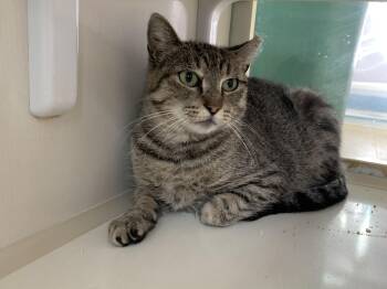 Rescue Domestic Short Hair Cats for Adoption in Salisbury, Massachusetts - Sienna | PetCurious