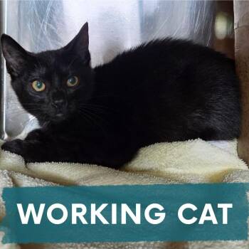 April Ludgate -  Domestic Short Hair Cat for Adoption in Asheville, North Carolina - April Ludgate | PetCurious