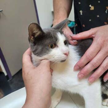 Mia -  Domestic Short Hair Cat for Adoption in Memphis, Tennessee - Mia | PetCurious