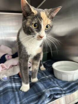 Yessica -  Domestic Short Hair Cat for Adoption in Manitowoc, Wisconsin - Yessica | PetCurious