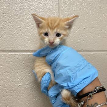 Cinnamoroll -  Domestic Short Hair Cat for Adoption in Birmingham, Alabama - Cinnamoroll | PetCurious