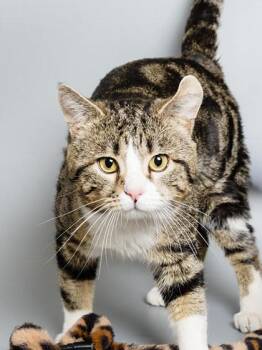 Domestic Short Hair Cats Available for Adoption in Longmont, Colorado - Alvin | PetCurious