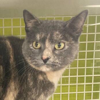 Domestic Short Hair Cats Available for Adoption - Dorothy | PetCurious