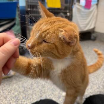 Willow -  Domestic Short Hair Cat for Adoption in Fairport, New York - Willow | PetCurious